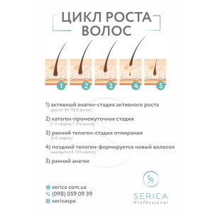 Інформаційний плакат, формат А3 "Цикл росту волосся", Serica Інформаційний плакат, формат А3 "Цикл росту волосся", Serica