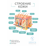Інформаційний плакат, формат А3 "Будова шкіра", Serica Інформаційний плакат, формат А3 "Будова шкіра", Serica