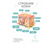 Информационный плакат , фомат А4 "Строение Кожи", Serica