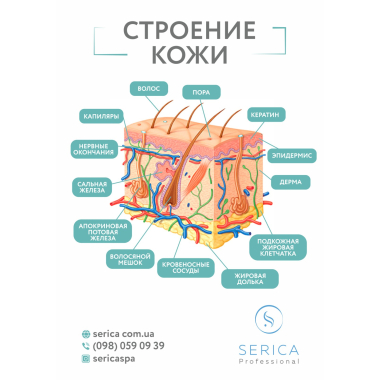 Інформаційний плакат, формат А3 "Будова шкіра", Serica Інформаційний плакат, формат А3 "Будова шкіра", Serica