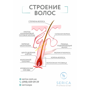 Плакат А3 "Будова волосся", шт Плакат А3 "Будова волосся", шт