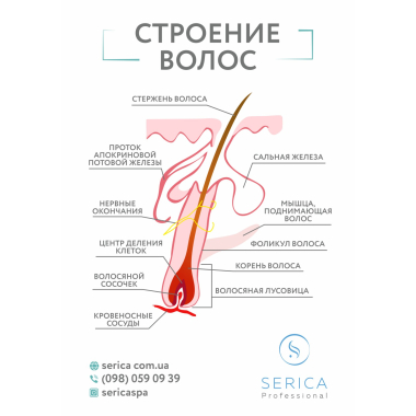Информационный плакат, формат А3 "Строение волос", Serica Информационный плакат, формат А3 "Строение волос", Serica